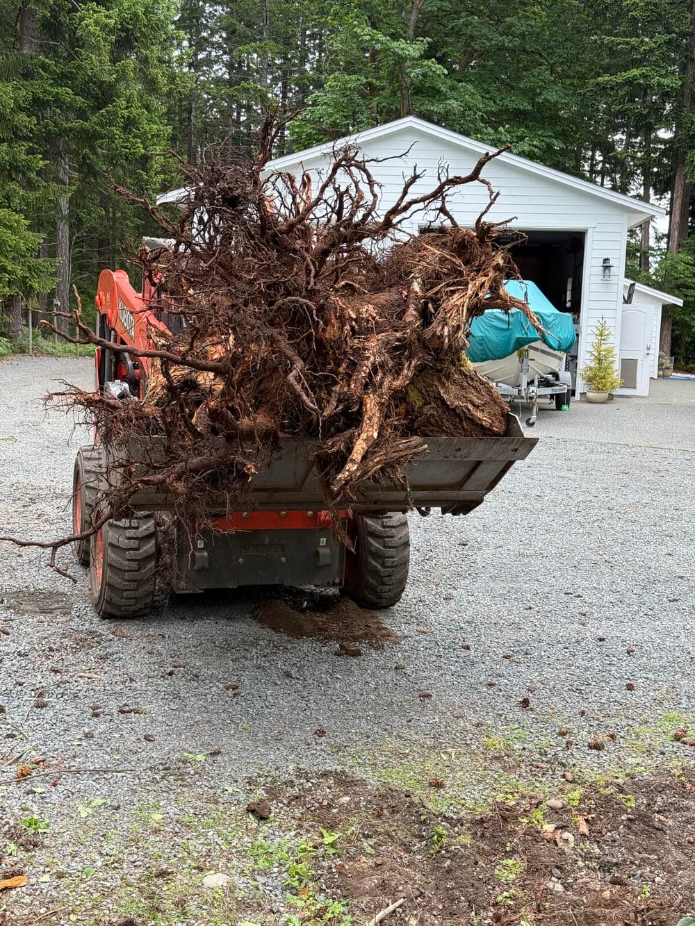 Bobcat loader transporting large tree roots on gravel driveway near garage in forested area.