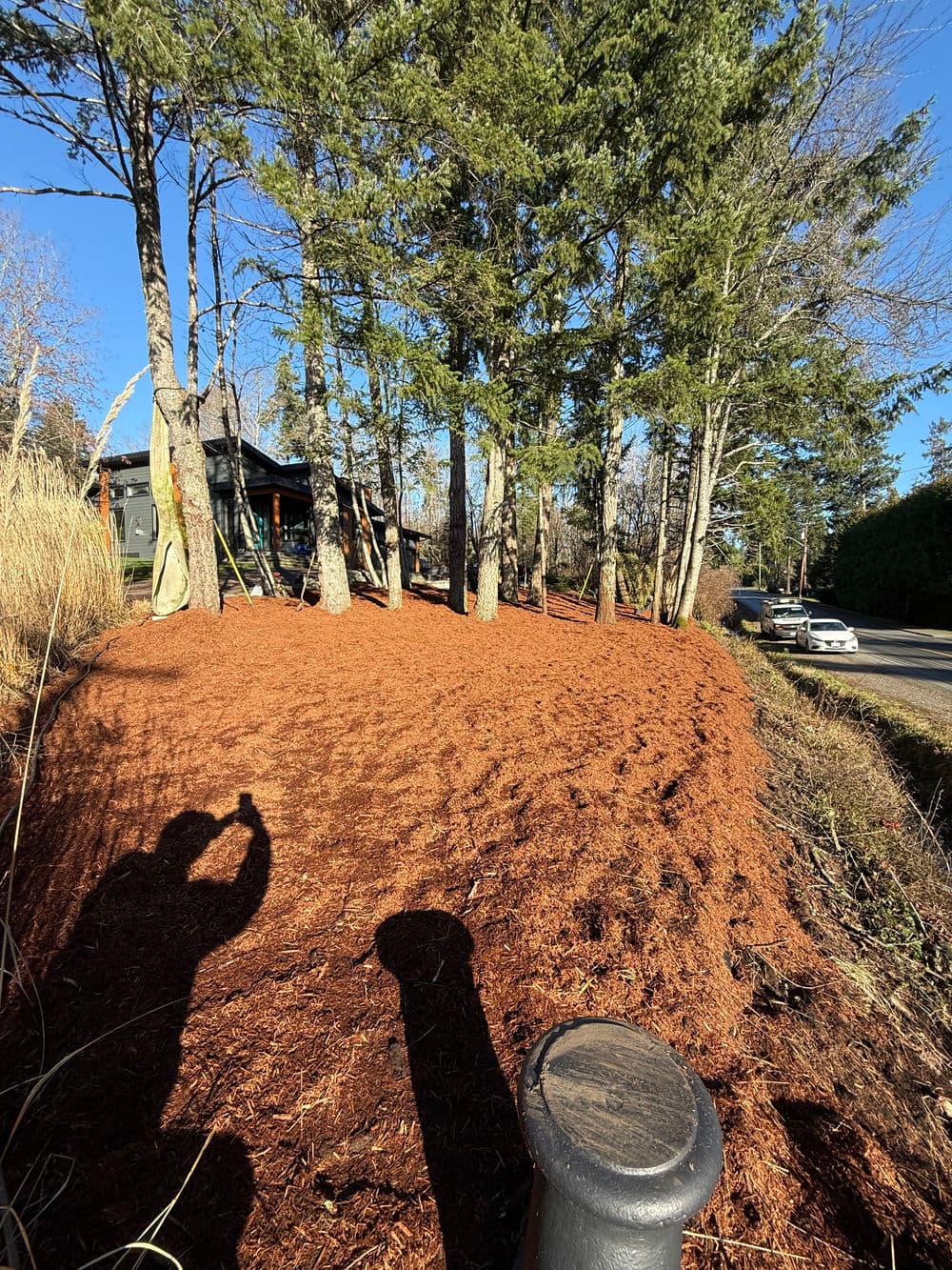 Mulched landscape with trees and a house in the background on a clear day.