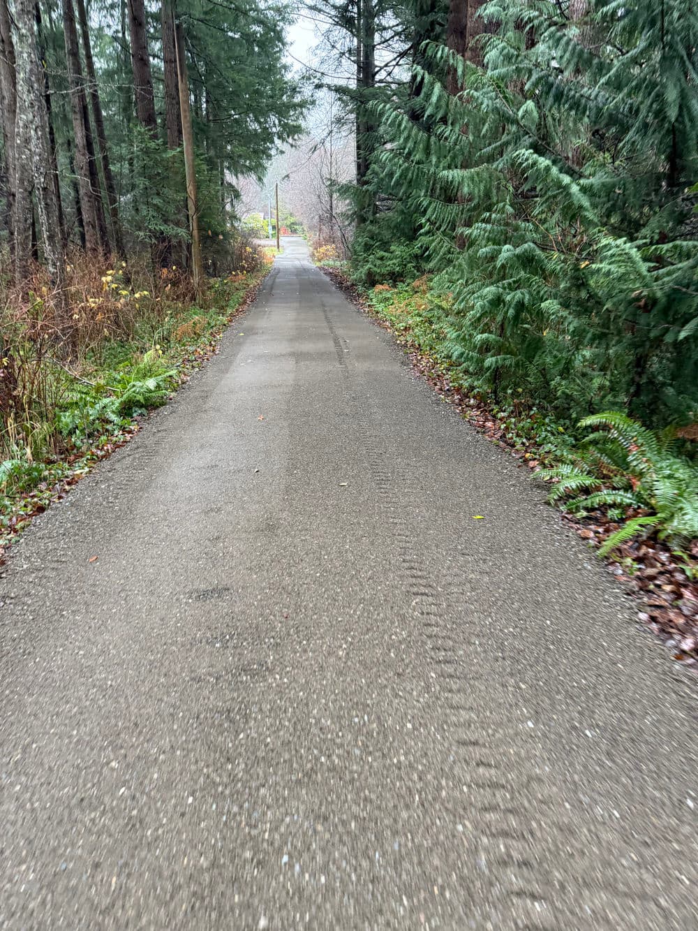 Paved trail through dense forest, surrounded by greenery and autumn foliage.