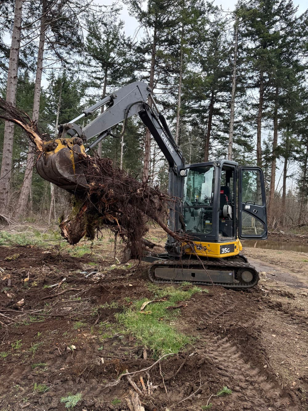 Excavator removing tree roots in a forested area surrounded by tall trees.