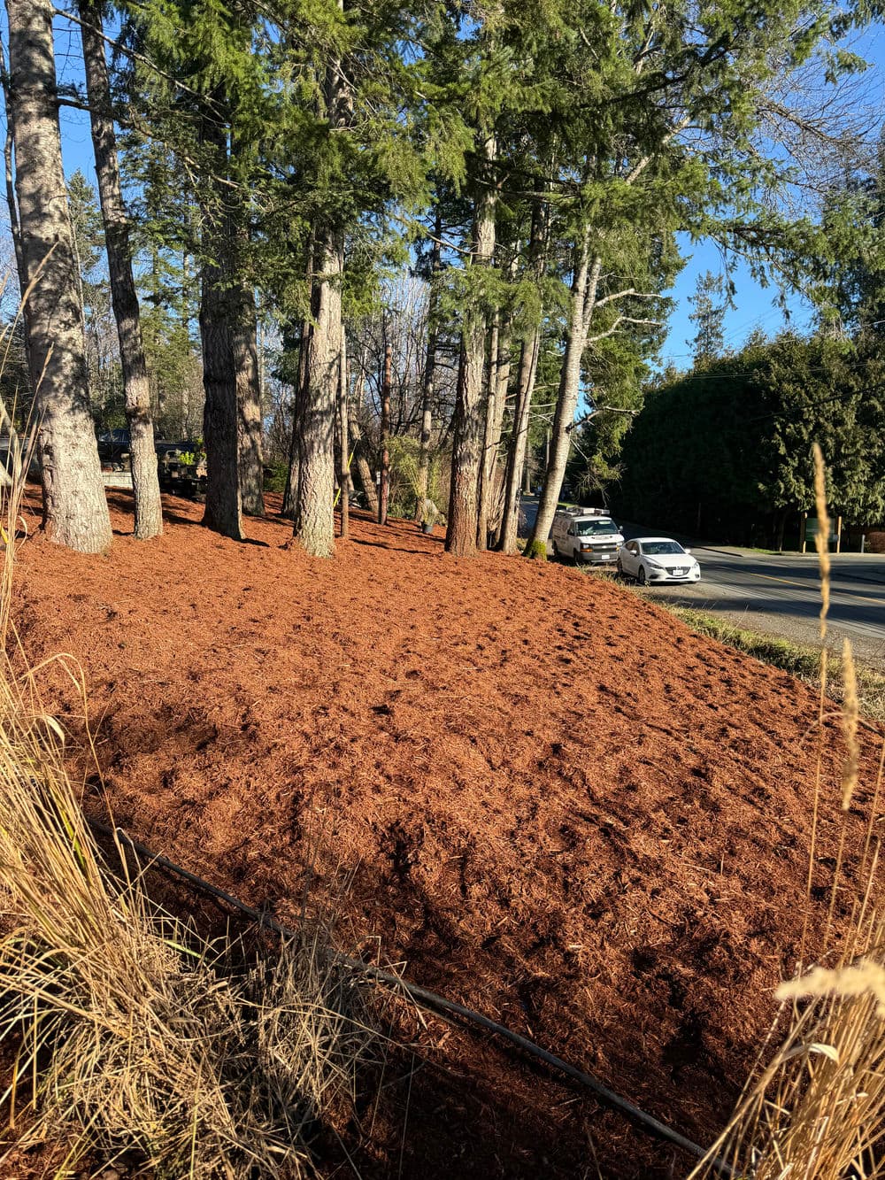 Mulched landscape with tall trees and a road, enhancing natural scenery and curb appeal.